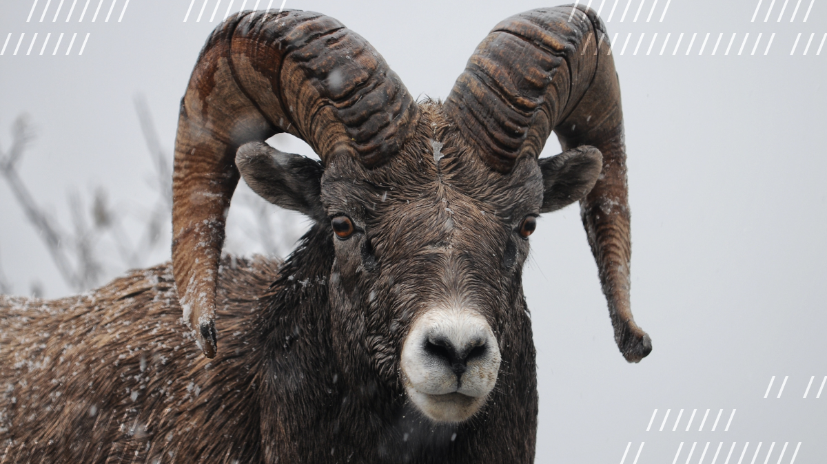 HD wallpaper: photography of gray ram head with black background, horns,  goat
