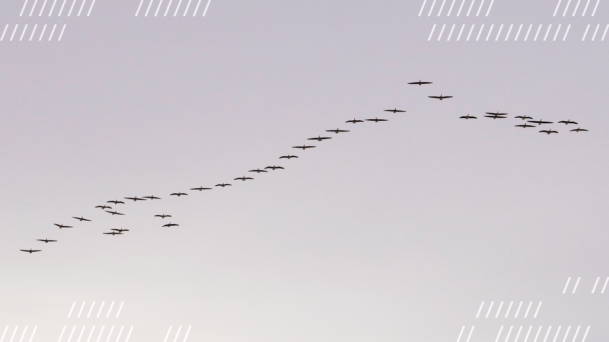 6 Things Developers Should Know to Port Twilio Video to Daily