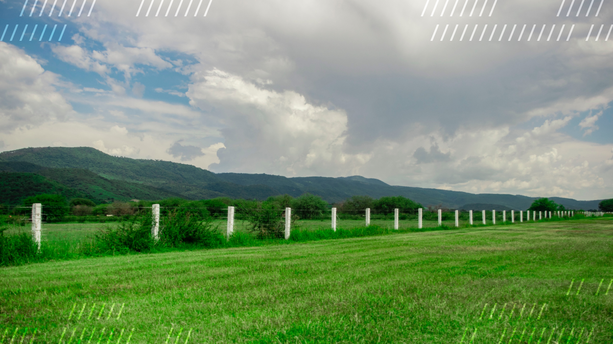 A green pasture