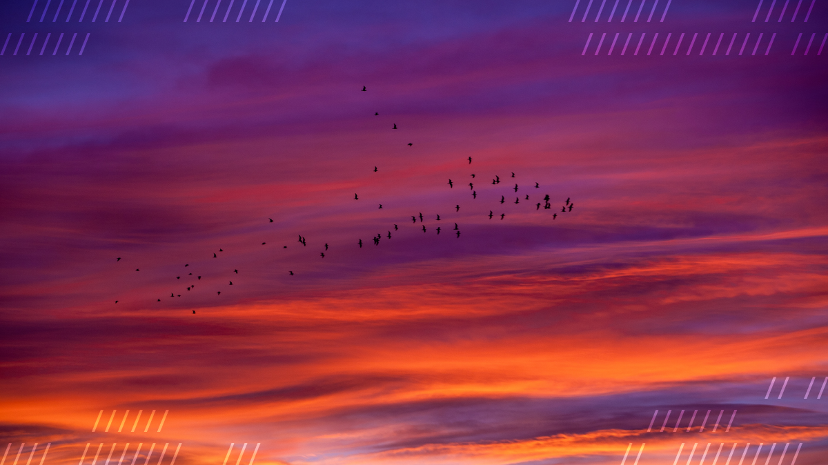 Migrating birds over a sunset