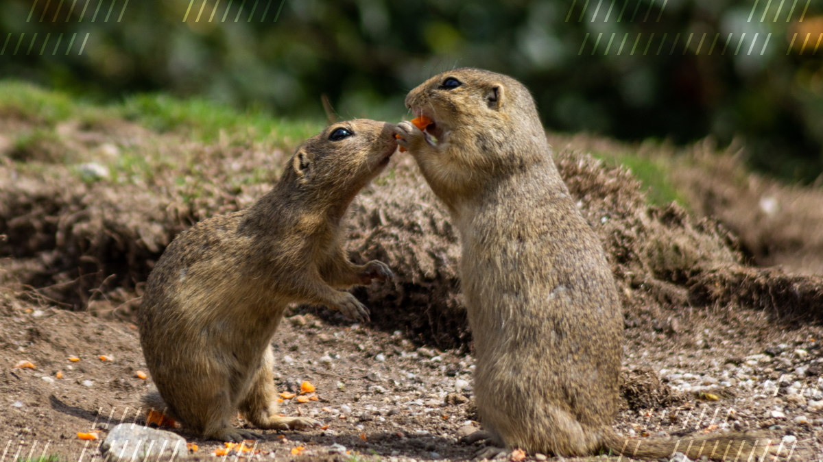 Two adorable gophers share a snack.
