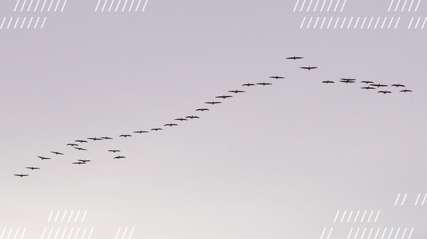 6 Things Developers Should Know to Port Twilio Video to Daily